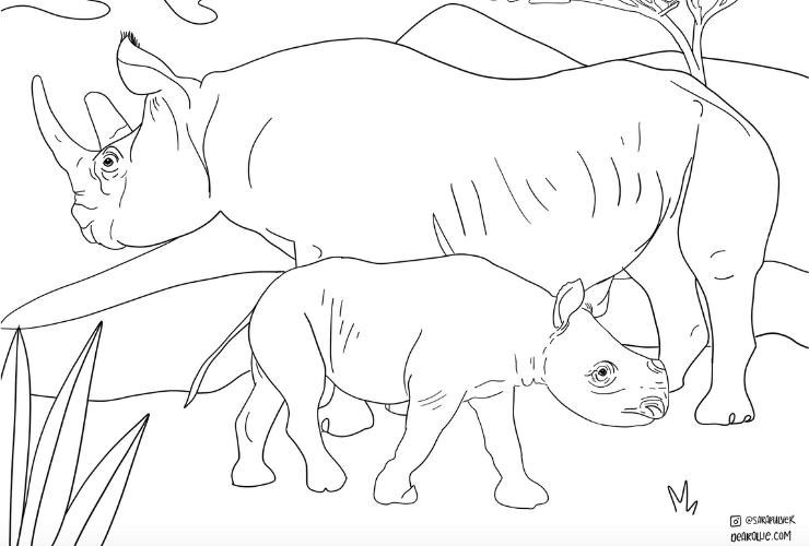 rhino drawing